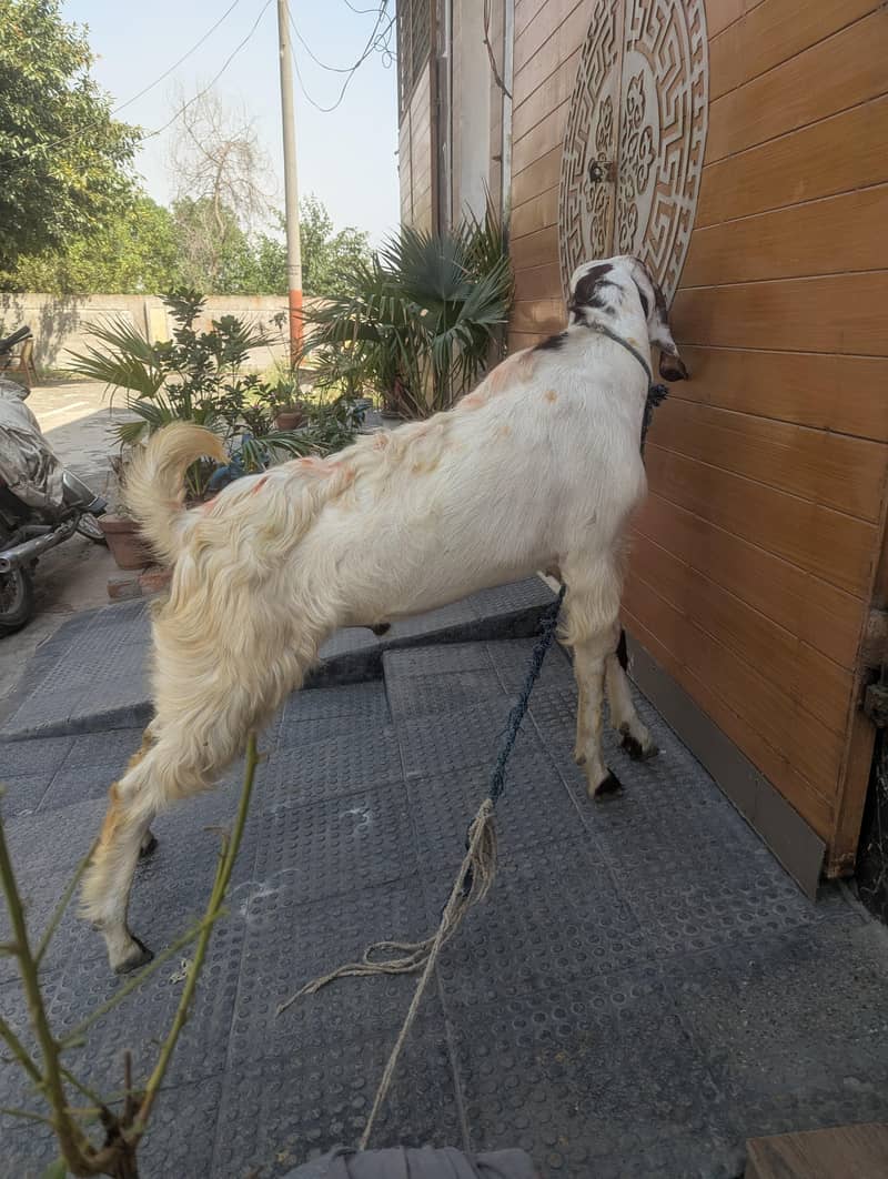 Bakra(2 teeths) 0