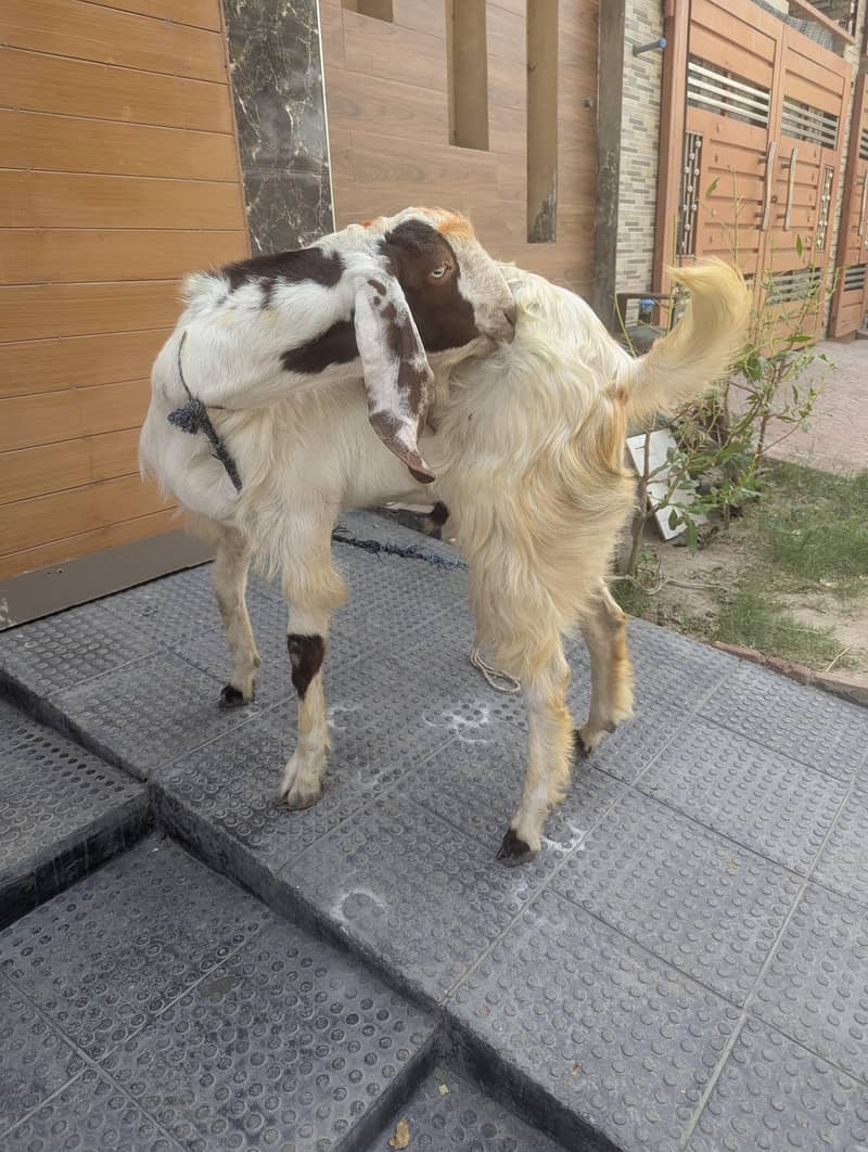 Bakra(2 teeths) 1