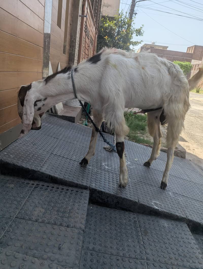 Bakra(2 teeths) 2