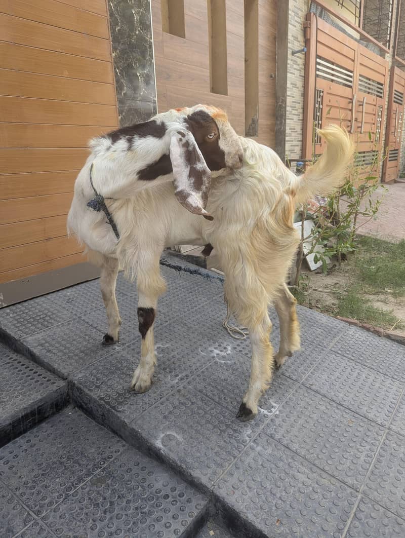 Bakra(2 teeths) 3
