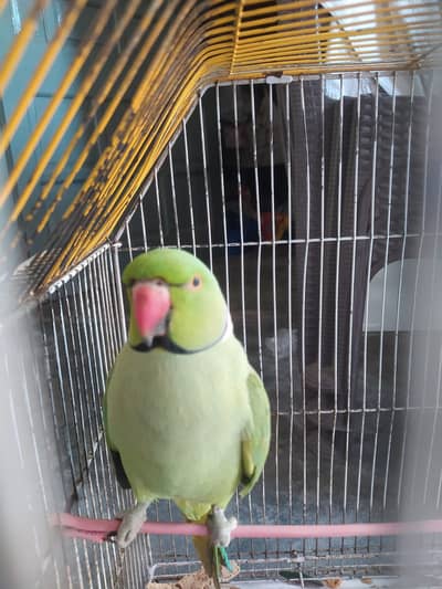 1.5 year age green parrot with cage