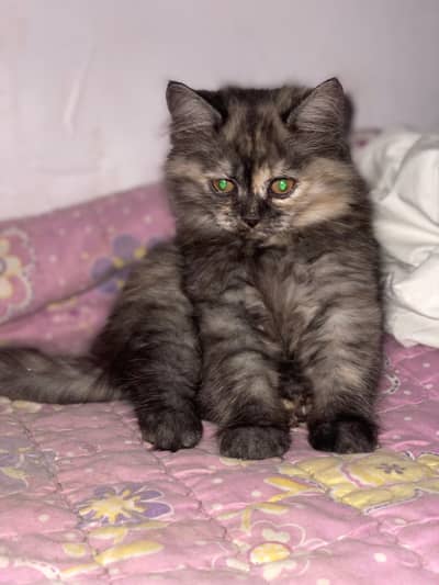 persian cat one month age black coular
