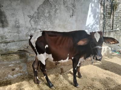 2 Years and 2 Months Old Cow for Qurbani