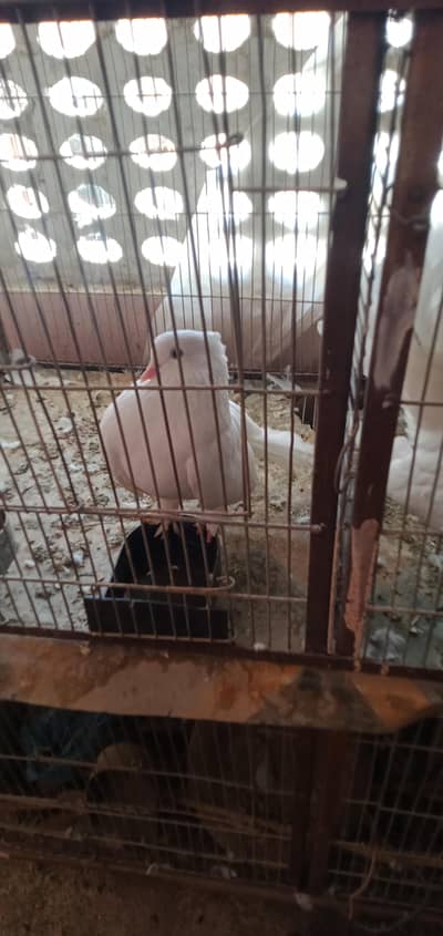 sector3 male laka pigeons