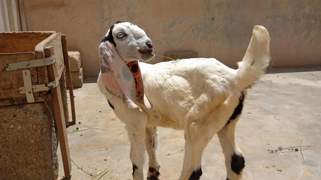 bakri