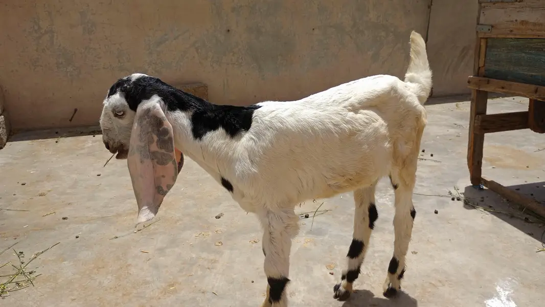 bakri — photo 2