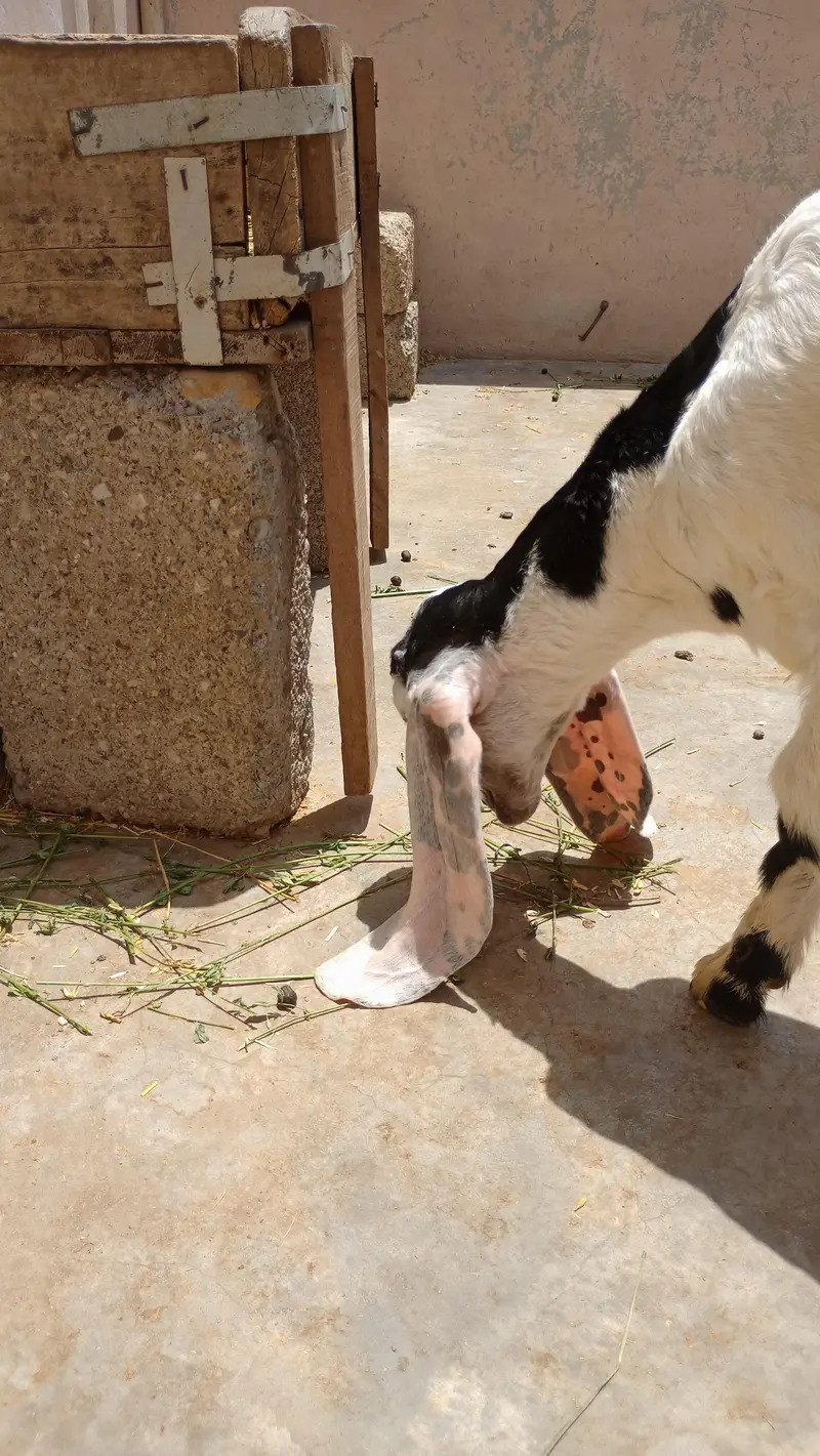 bakri — photo 4