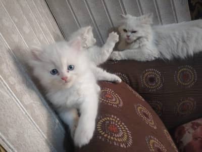 two little baby cat