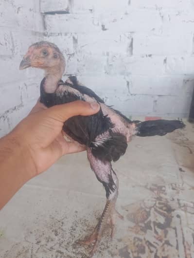 super locker burmi plus pokya plus chick fer sale