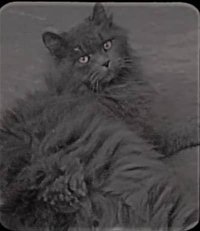 cat for sale