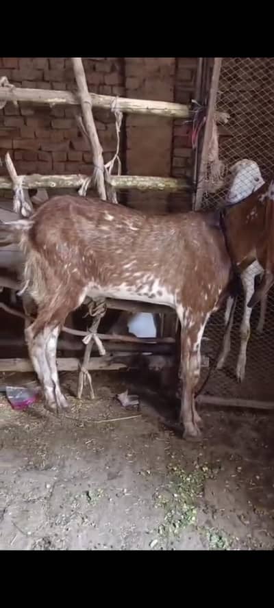 khaasi doonda bakra