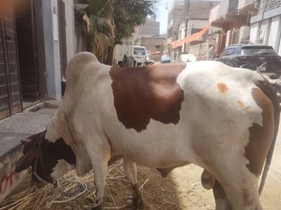 Bhachra Desi