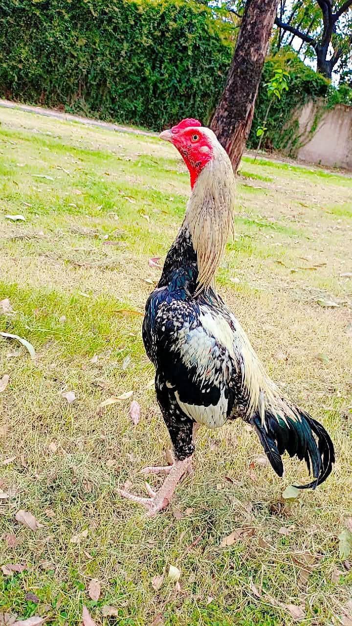 mianwali aseel pure Java 1