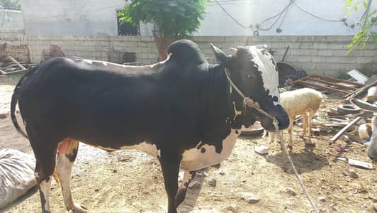 qurbani wala bail for sale. 03025346477