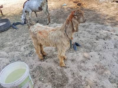 Bakra for sale