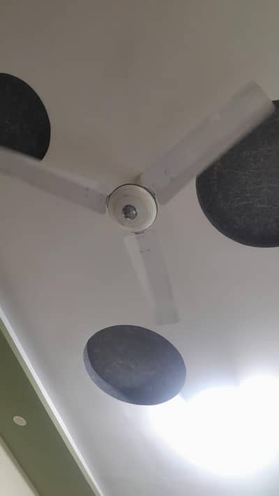 royal fan for sale