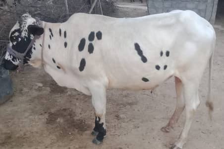 Bull | Wcha | Bchra | Desi Bchra | Qurbani Bull | wcha / Bchra / Bull