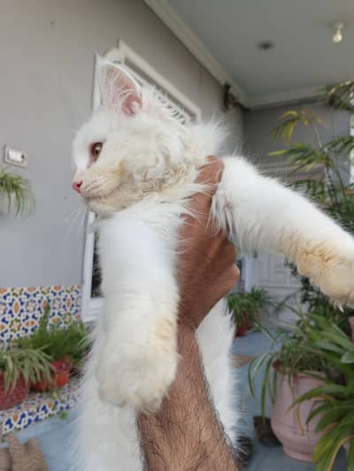 Persian cat triple coat