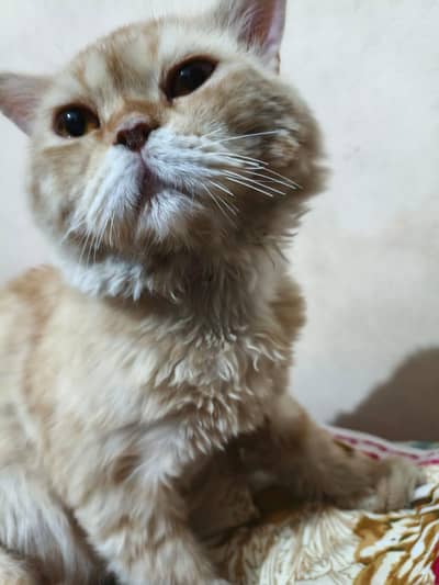 Triple coated punch face  Urgent sale
