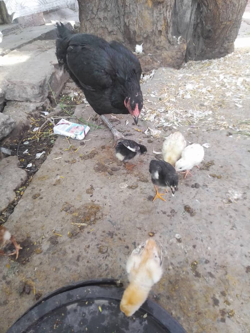 aseel chicks 0