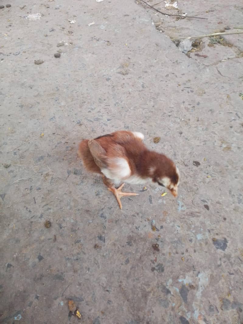 aseel chicks 1