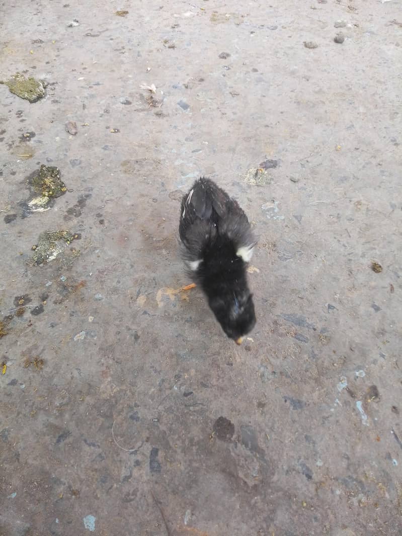 aseel chicks 2