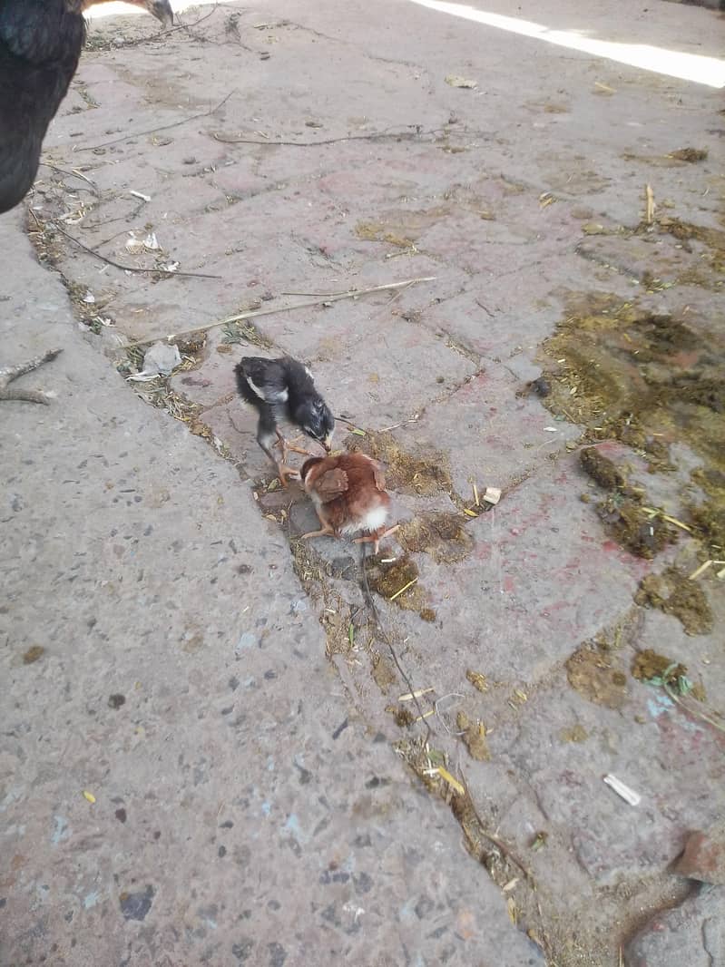 aseel chicks 3