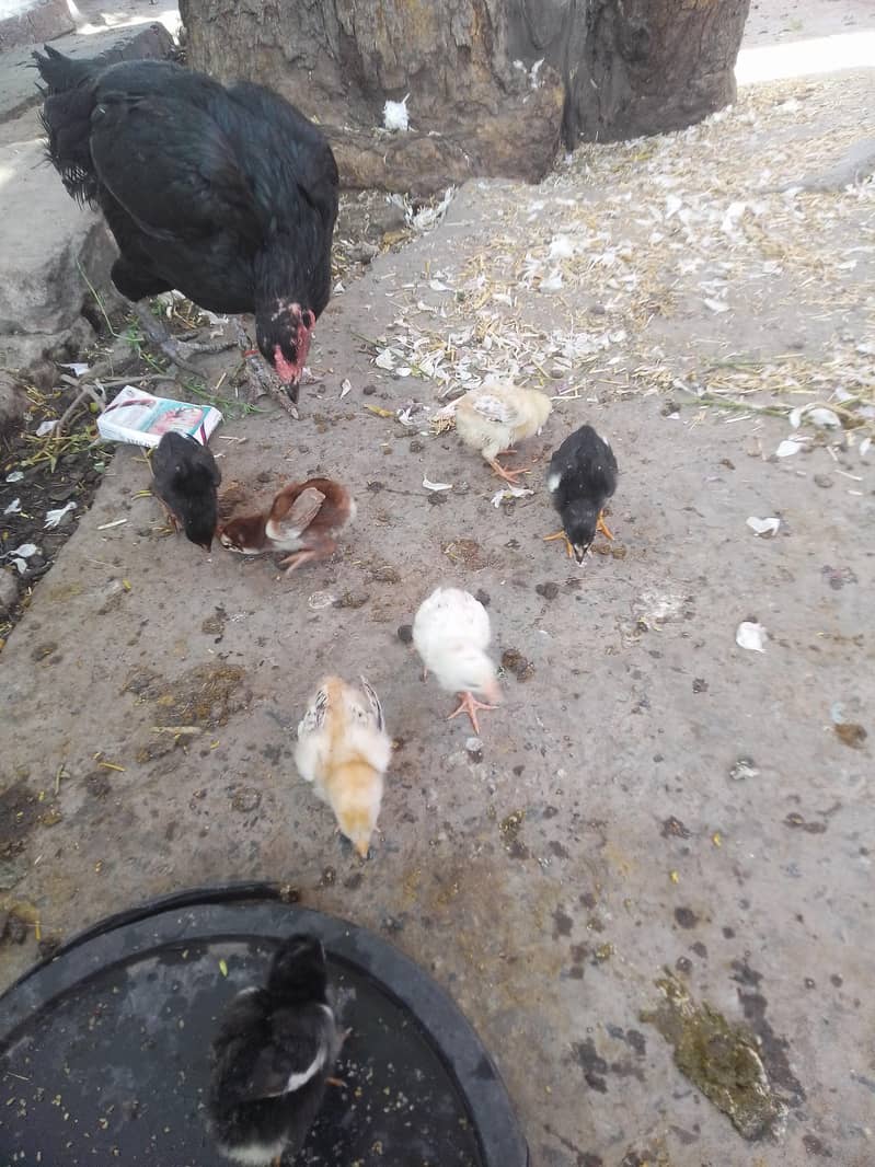 aseel chicks 4