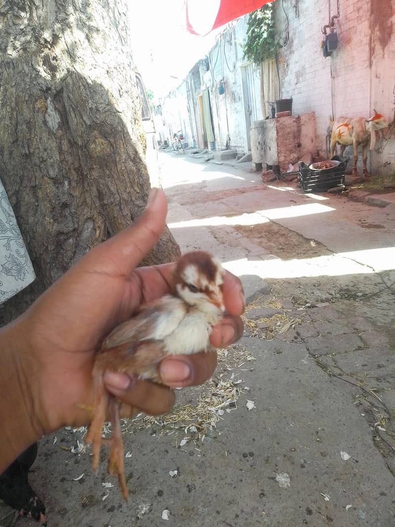 aseel chicks 5
