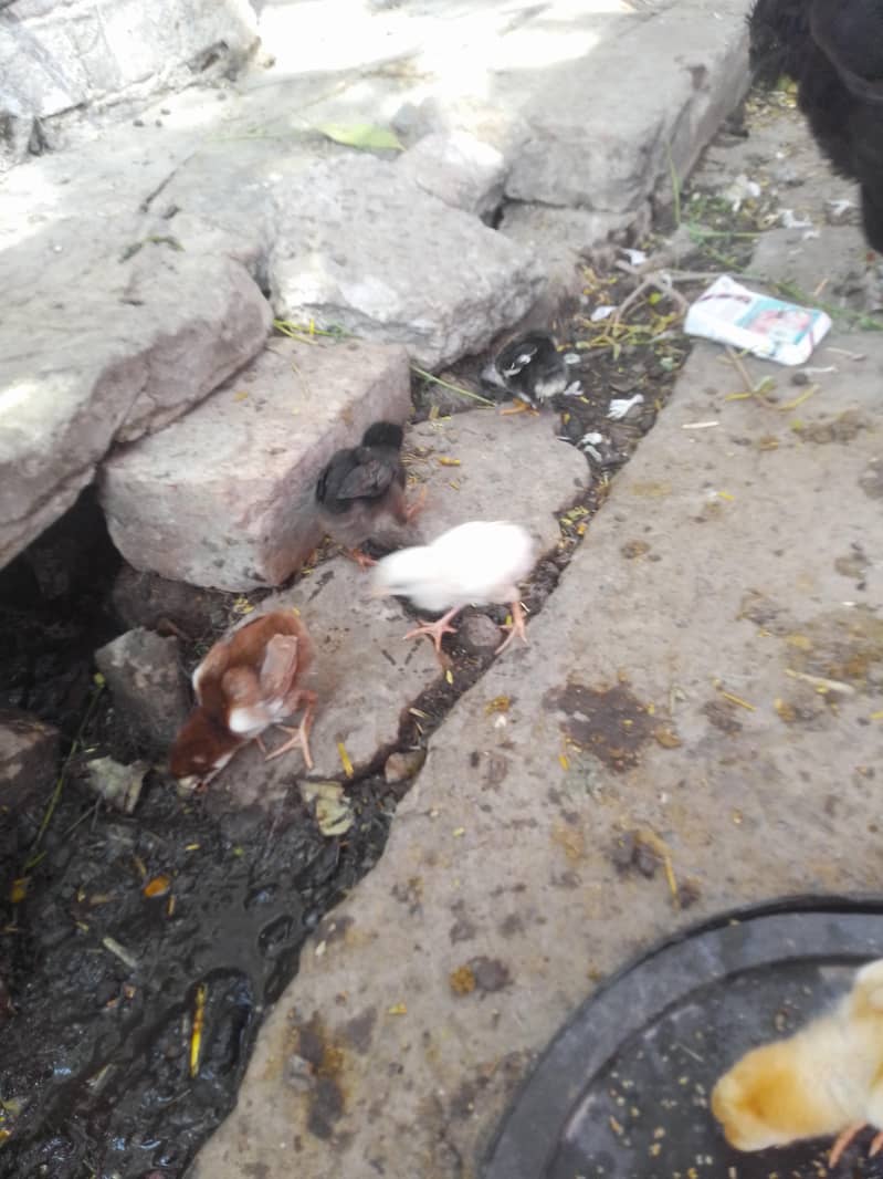 aseel chicks 6