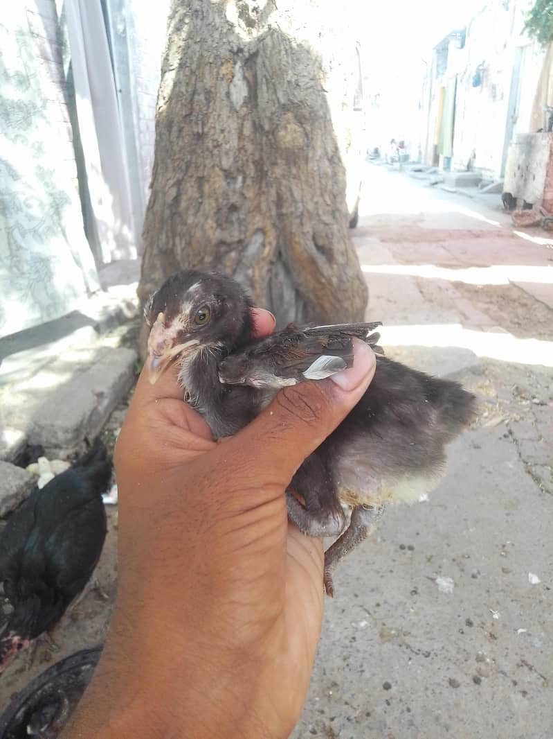 aseel chicks 7