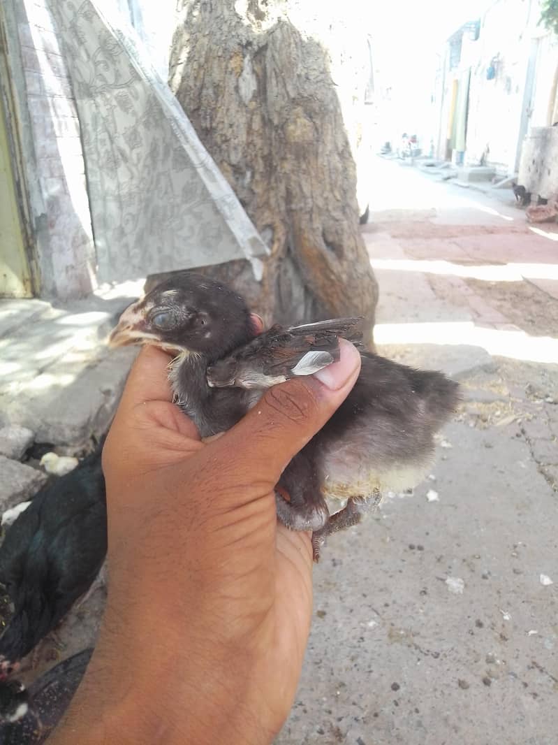 aseel chicks 8