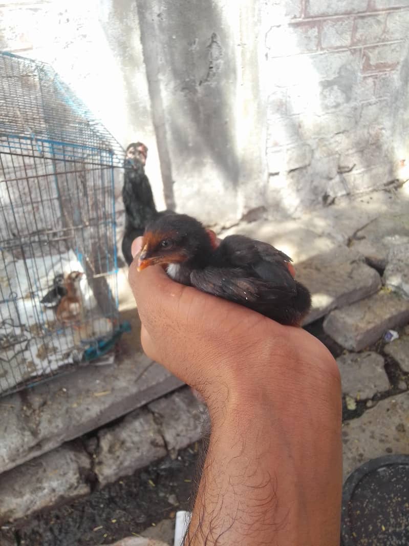 aseel chicks 9