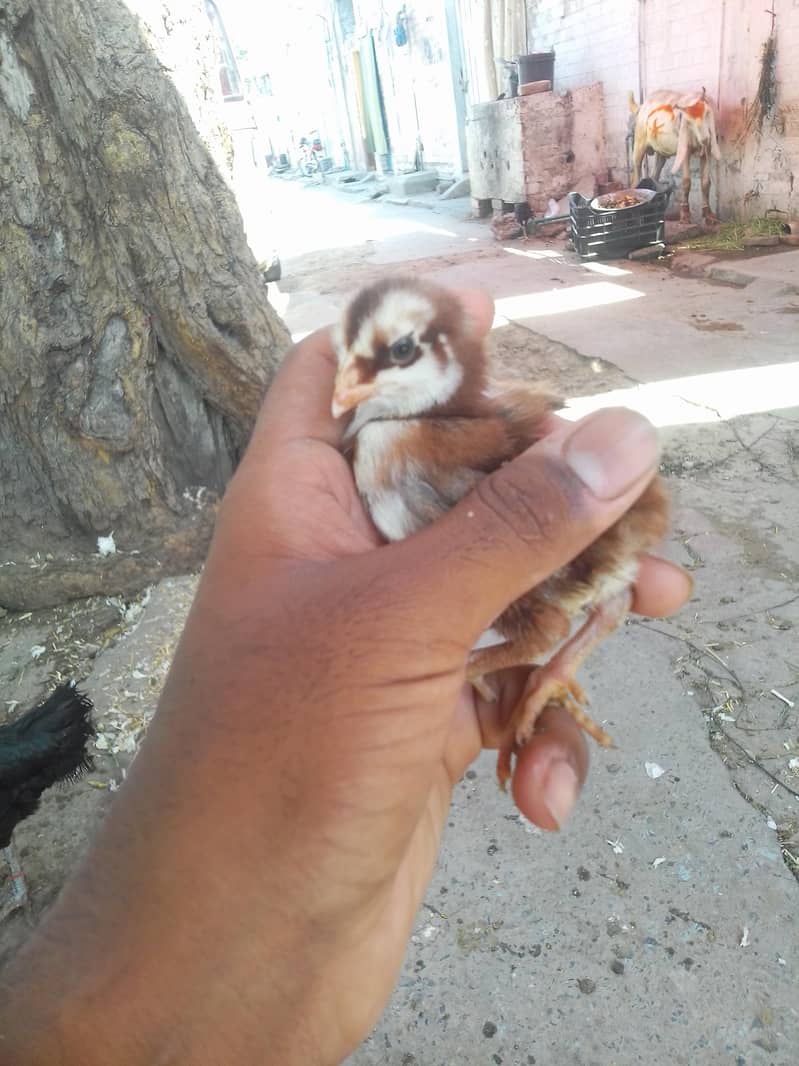 aseel chicks 11