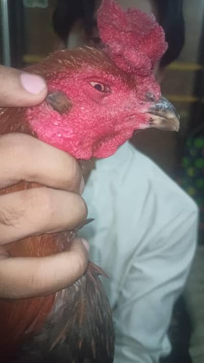 thai dragon breeder . . .