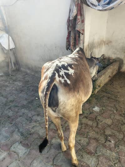 pregnant cow