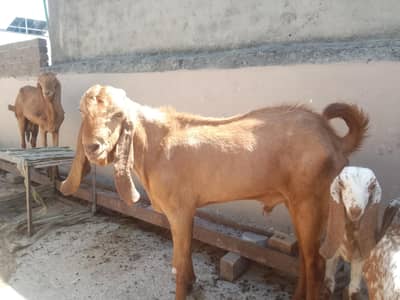 Bakra for sale