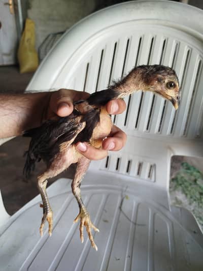 burmi chicks   available