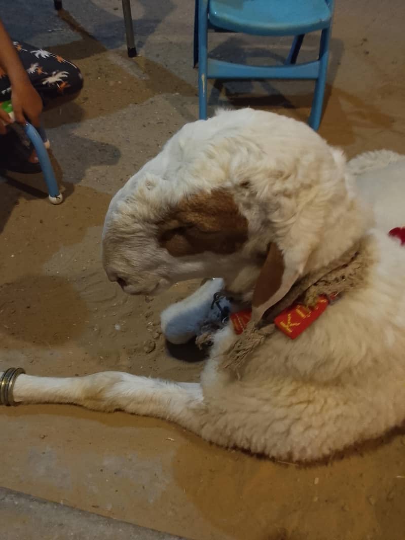Sheep 1
