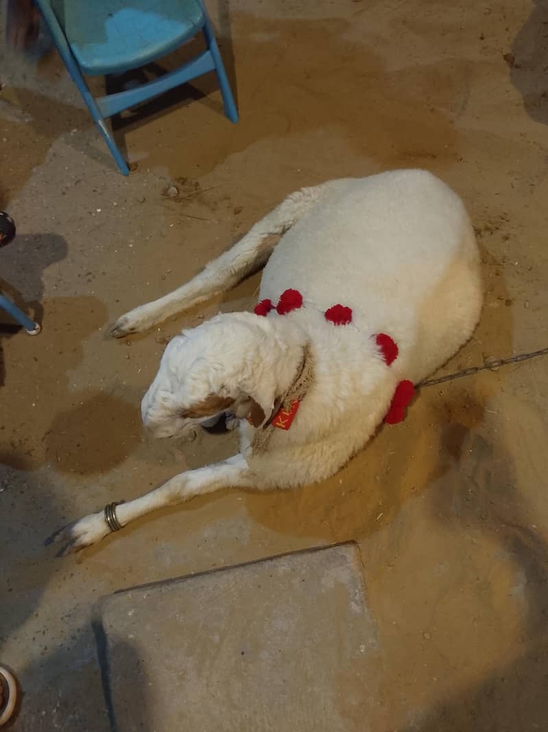 Sheep 2