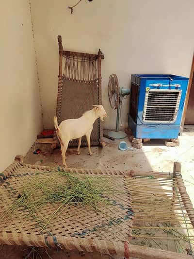 2 janwar qurbani k lye