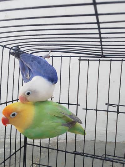 love birds opline