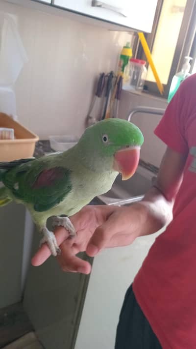 raw parrot home raised fully trained