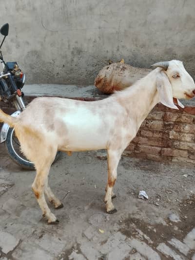 qurbani k liye Bakra available ha 2 daant