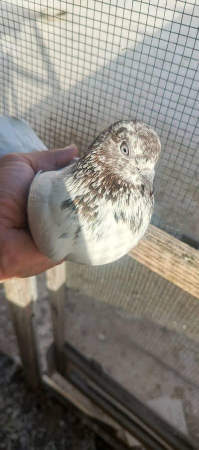 Female Pigeons available