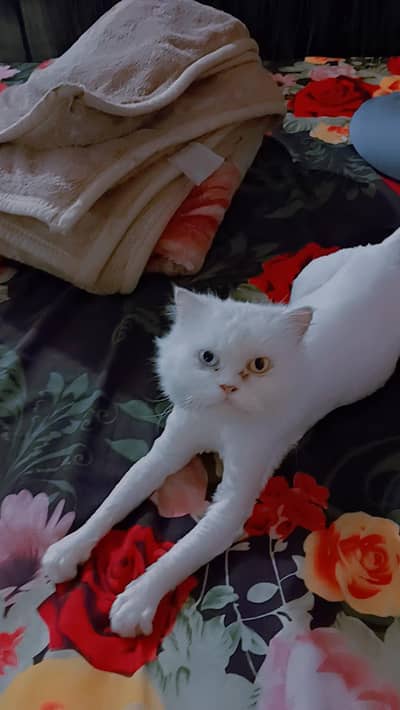 beautiful cat