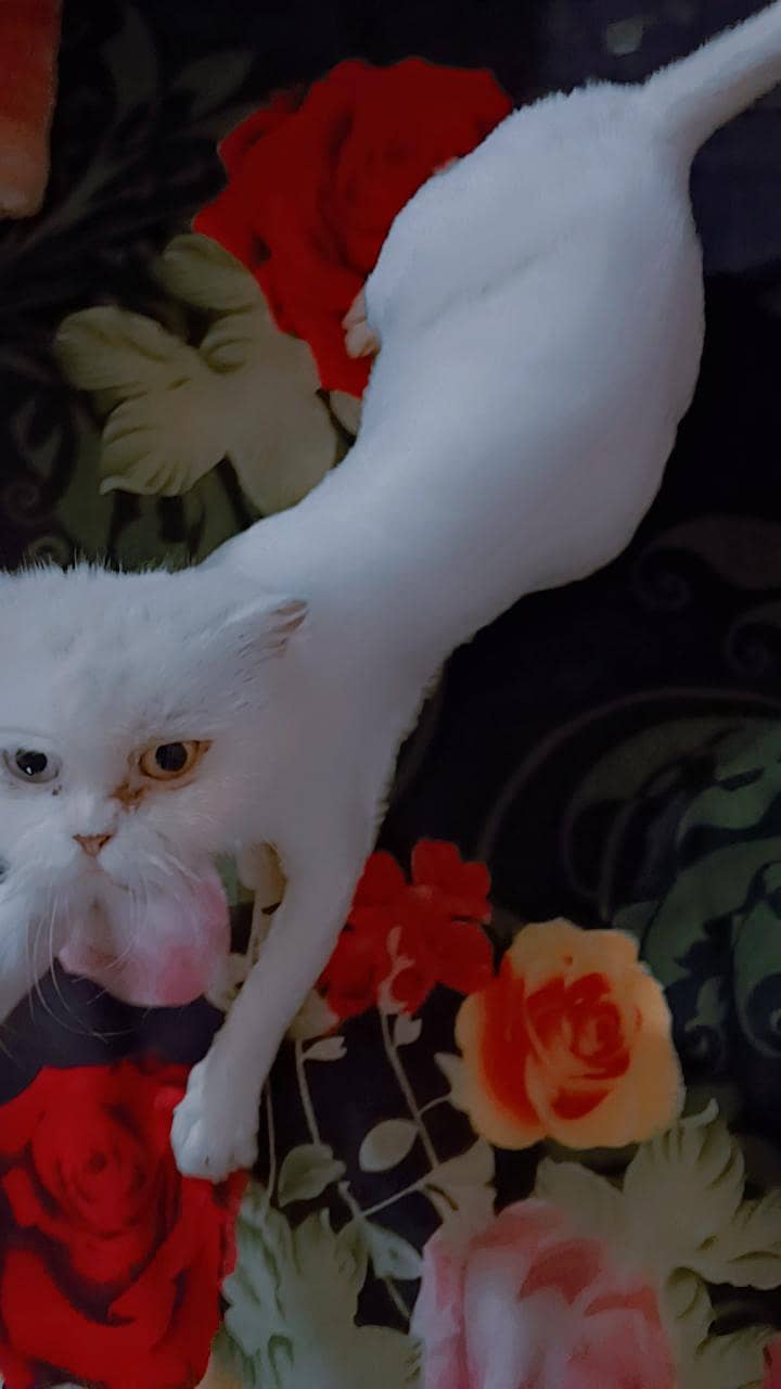 beautiful cat 1