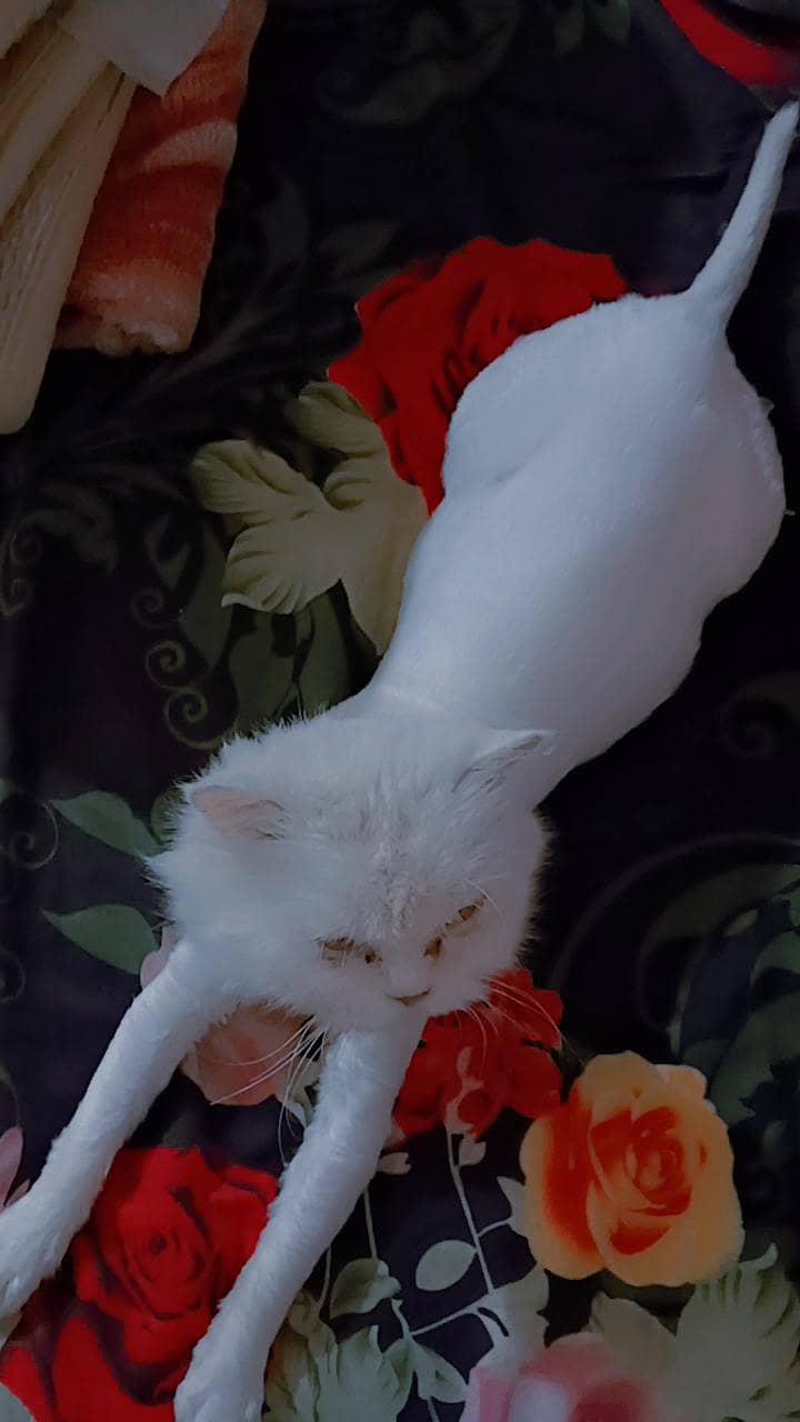 beautiful cat 2