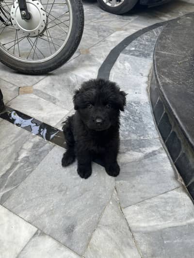 Black gsd pup