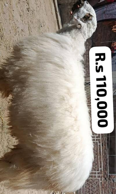 Damani sheep